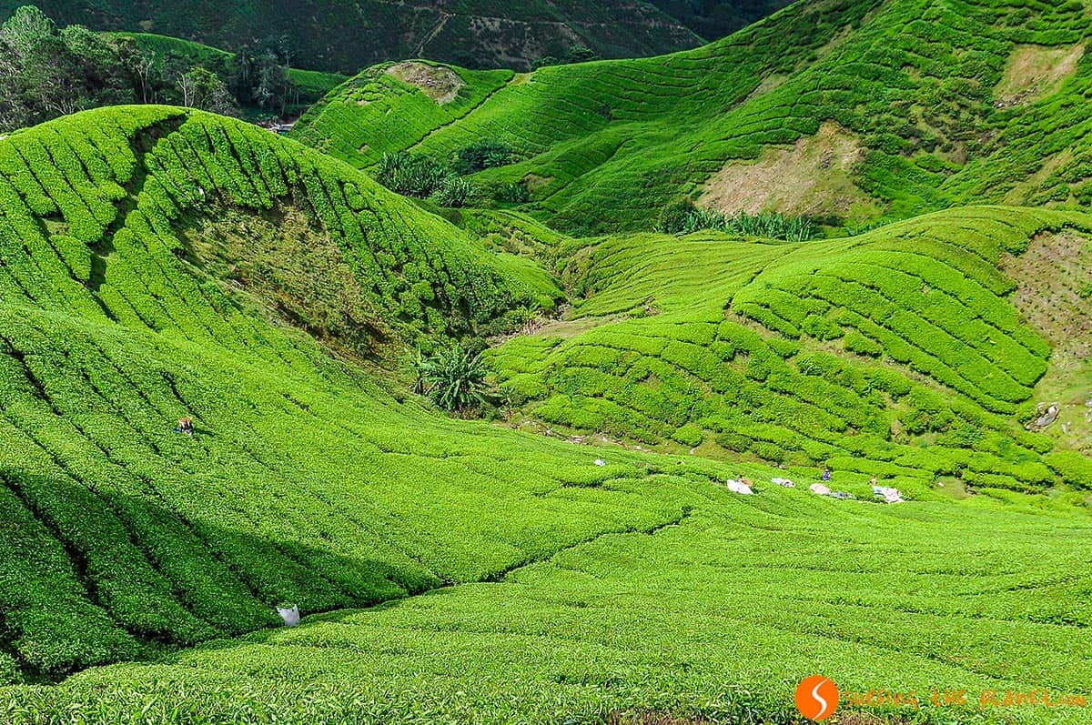 Tea plantations with people working there, Cameron Highlands, Malaysia Tea plantations with people working there, Cameron Highlands, Malaysia