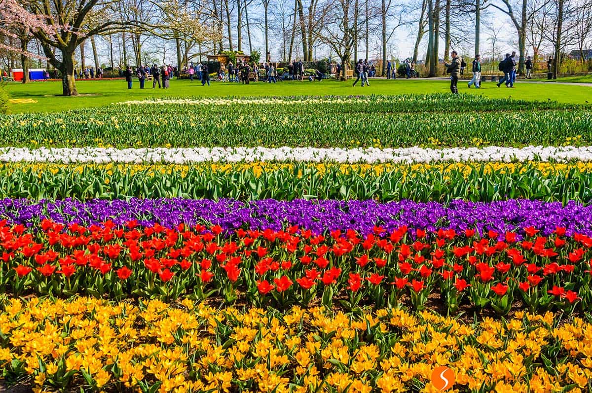 Campo di tulipani, Keukenhof, Paesi Bassi