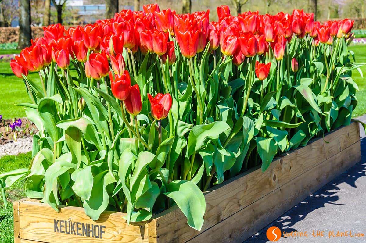 Vaso di tulipani, Keukenhof, Paesi Bassi | Cosa vedere vicino ad Amsterdam