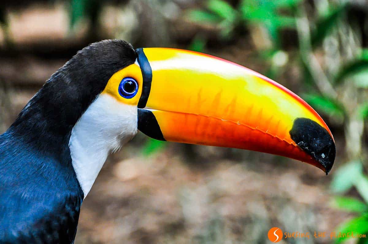 Tucan, Parque de las Aves, Iguazu, Brasil | Que visitar en Brasil