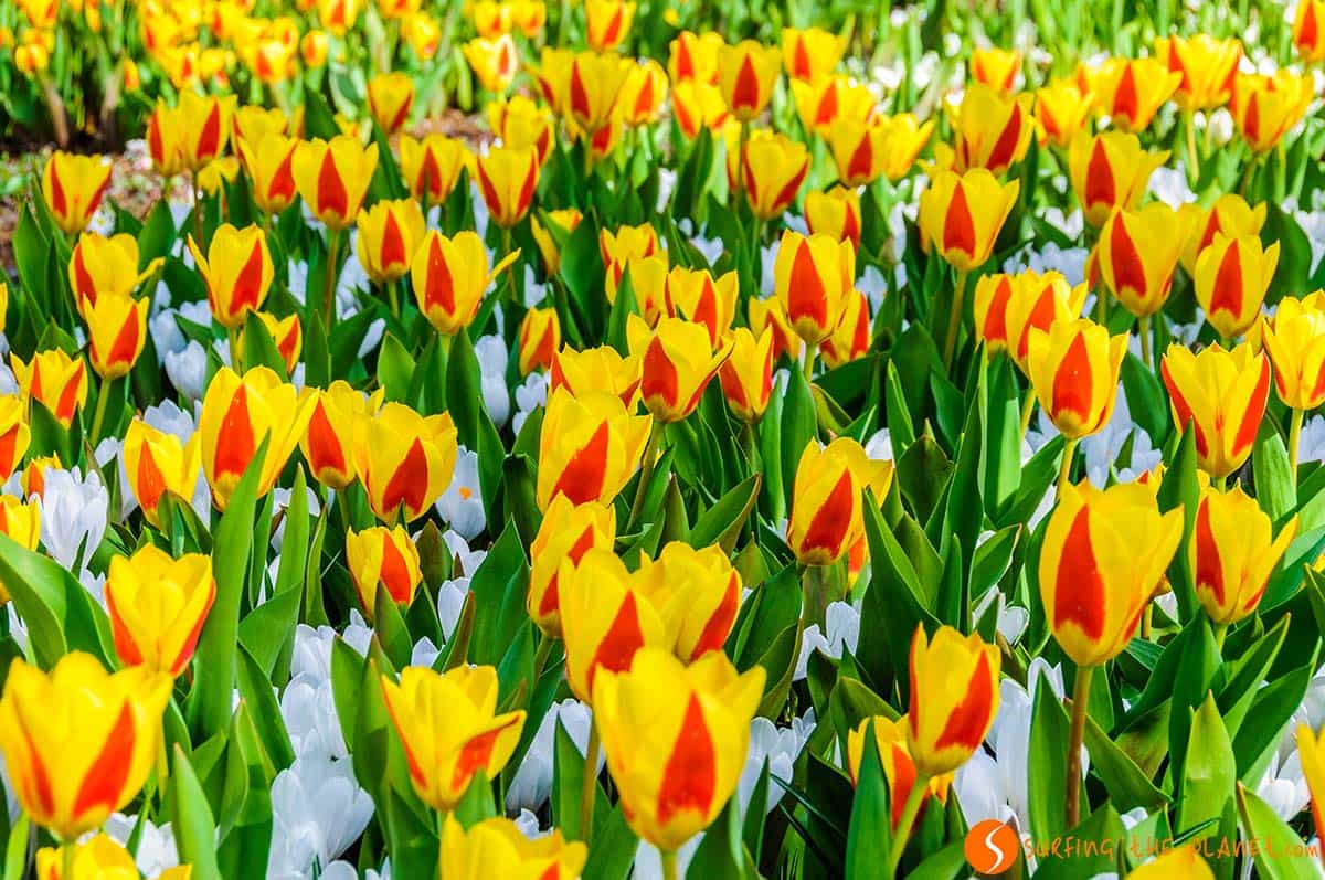 Tulipani gialli e bianchi, Keukenhof, Amsterdam