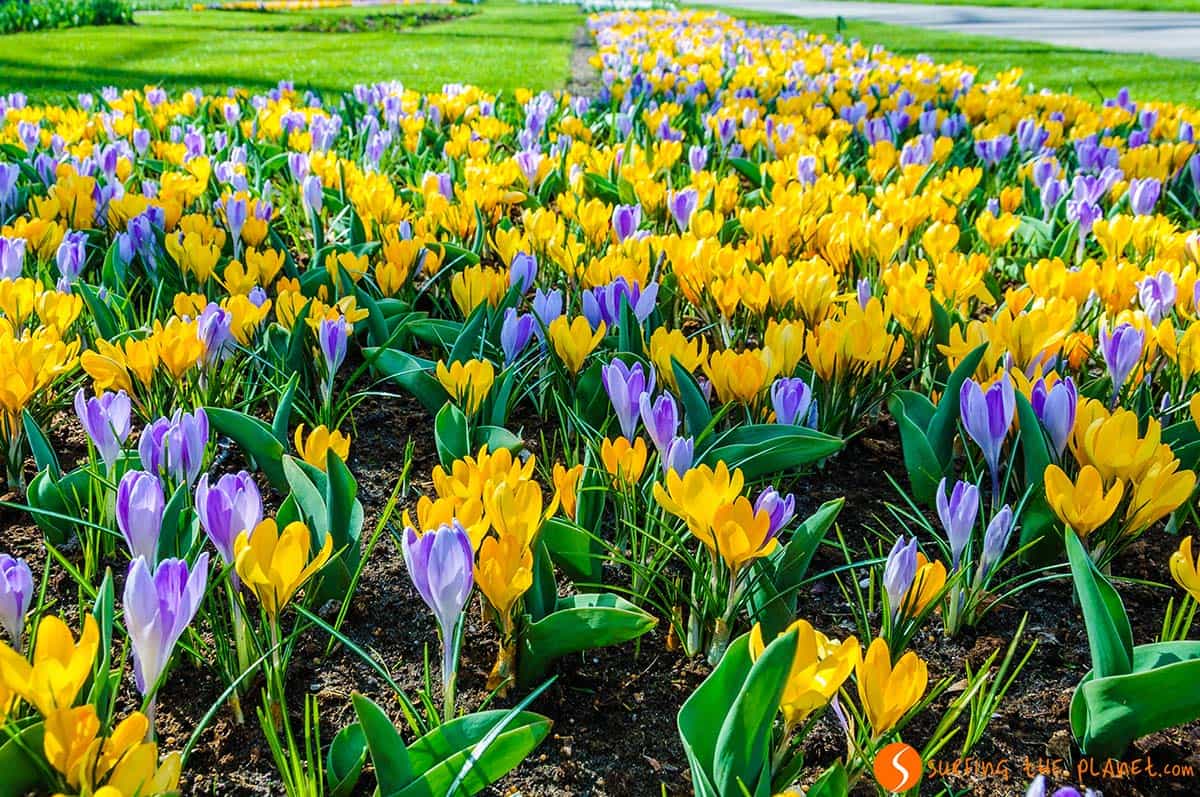Tulipani lilla e gialli, Keukenhof, Amsterdam