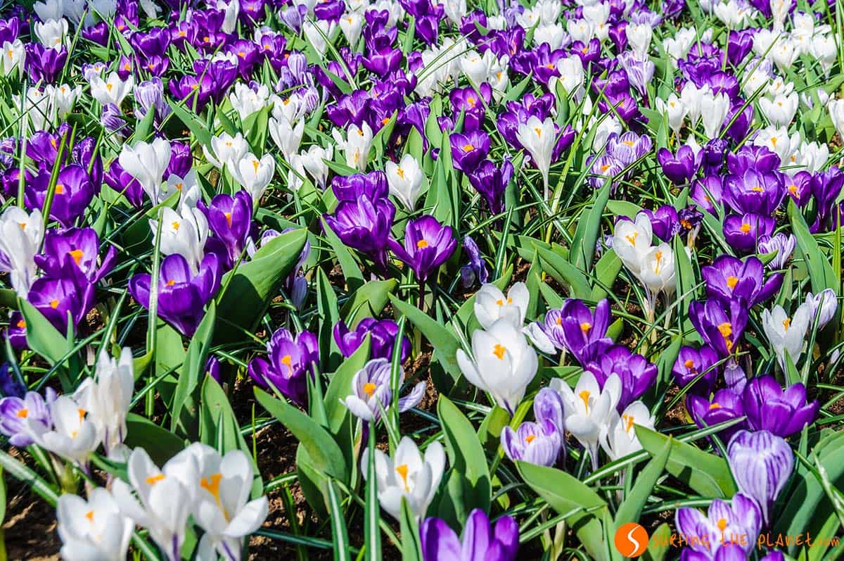 Tulipani lilla e bianchi, Keukenhof, Amsterdam | Visitare il Parco Keukenhof vicino ad Amsterdam