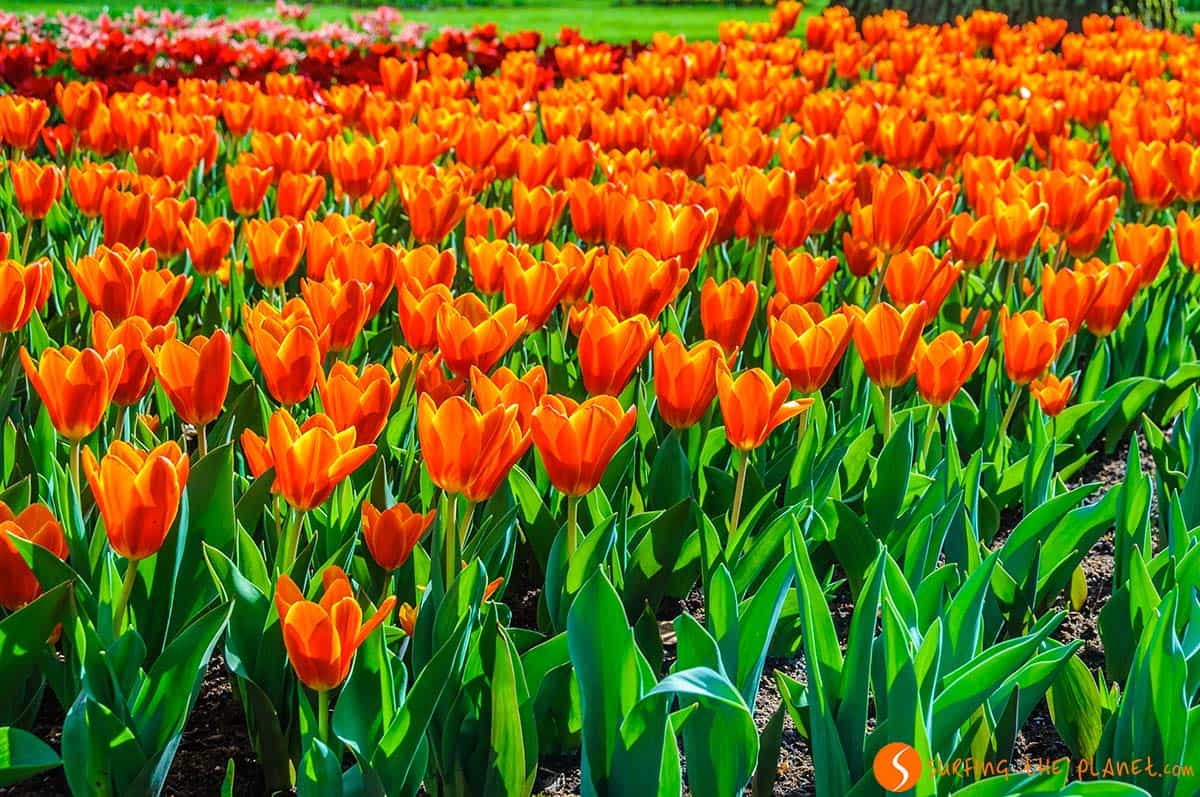 Tulipani arancioni, Keukenhof, Amsterdam | Come visitar al Parco di Keukenhof