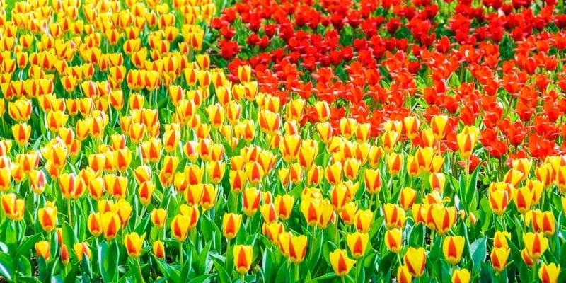 Tulipanes rojos y amarillos, Keukenhof, Amsterdam