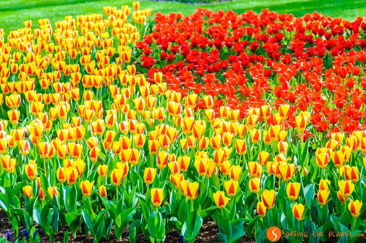 Tulipani rossi e gialli, Keukenhof, Amsterdam | Cosa vedere ad Amsterdam in 4 giorni Tulipani rossi e gialli, Keukenhof, Amsterdam | Cosa vedere ad Amsterdam in 4 giorni