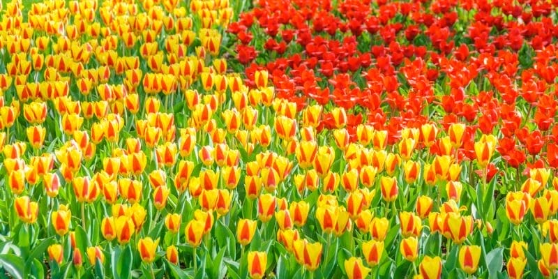 Tulipani di colore, Parco di Keukenhof, Amsterdam