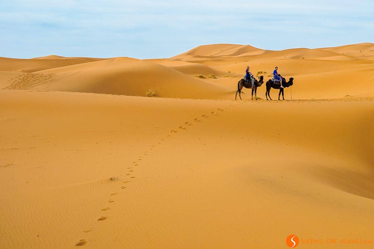 Dromedaries, Merzouga Desert, Morocco Dromedaries, Merzouga Desert, Morocco