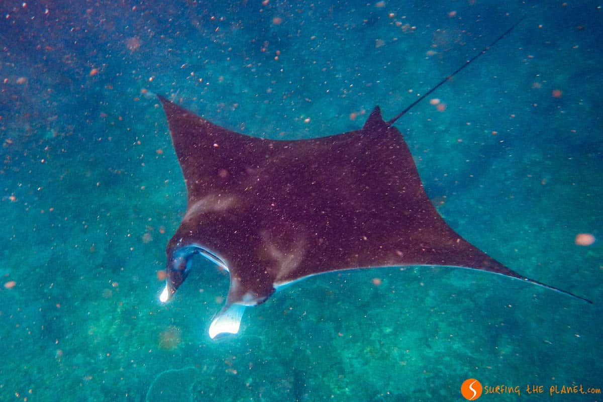 Manta Raya, Nusa Lembongan, Indonesia | Que ver en Indonesia