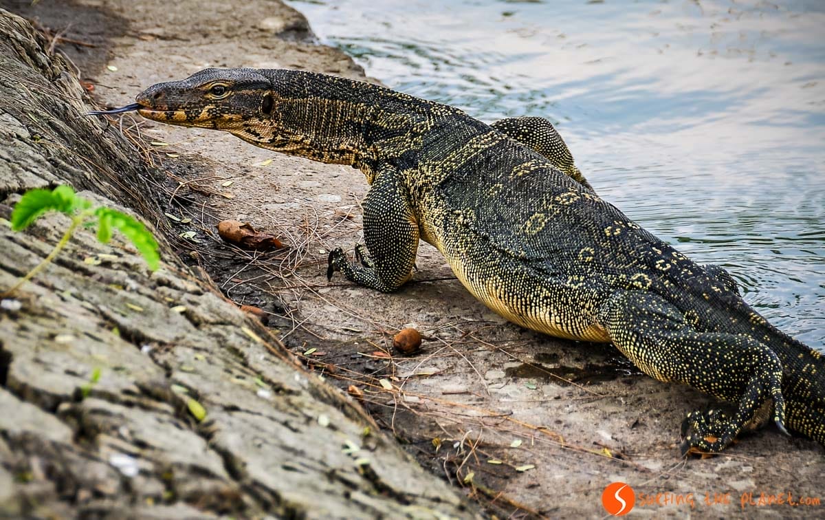 Lagarto, Parque Lumpini, Bangkok | 3 días en Bangkok Lagarto, Parque Lumpini, Bangkok | 3 días en Bangkok