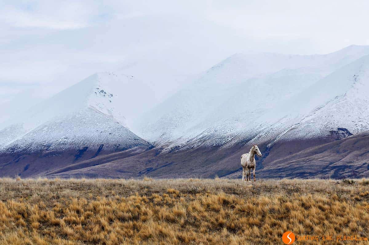 Caballo blanco, Wanaka, Nueva Zelanda | Viajar a Nueva Zelanda Caballo blanco, Wanaka, Nueva Zelanda | Viajar a Nueva Zelanda