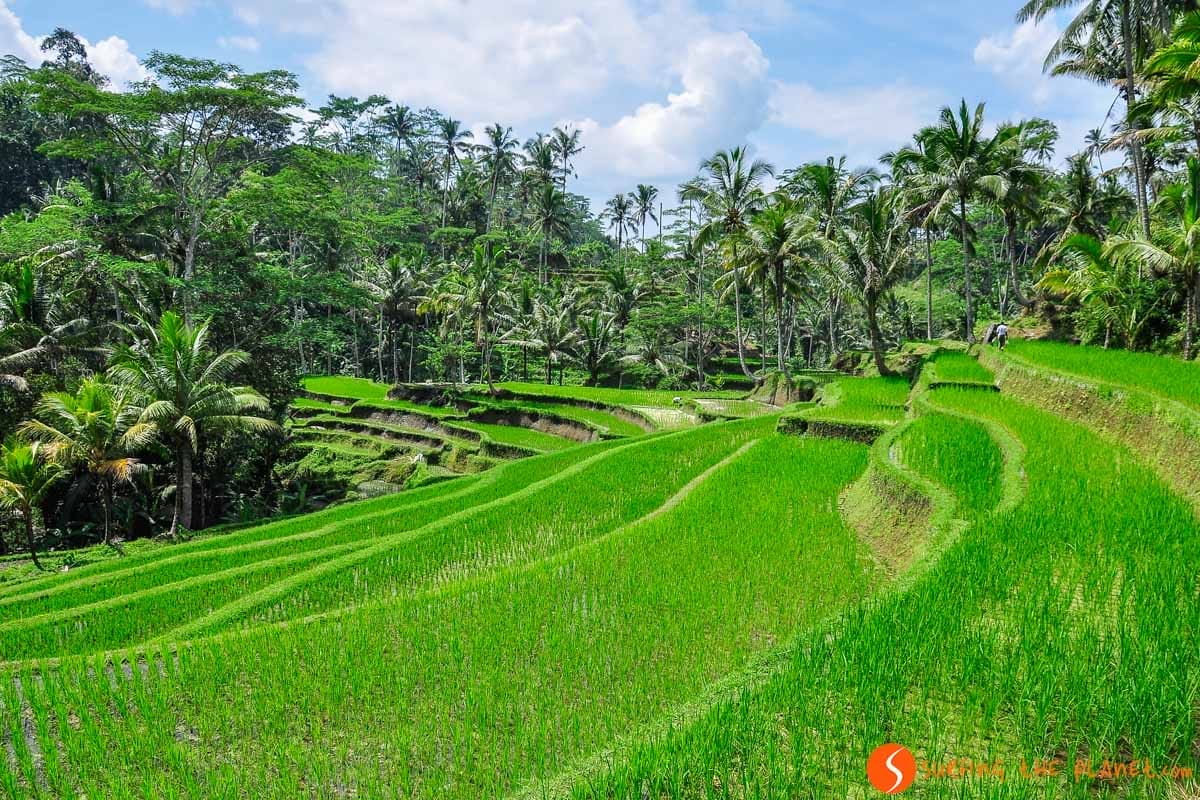 Risaie Tegallalang, Ubud, Bali | Cosa vedere a Bali in una settimana