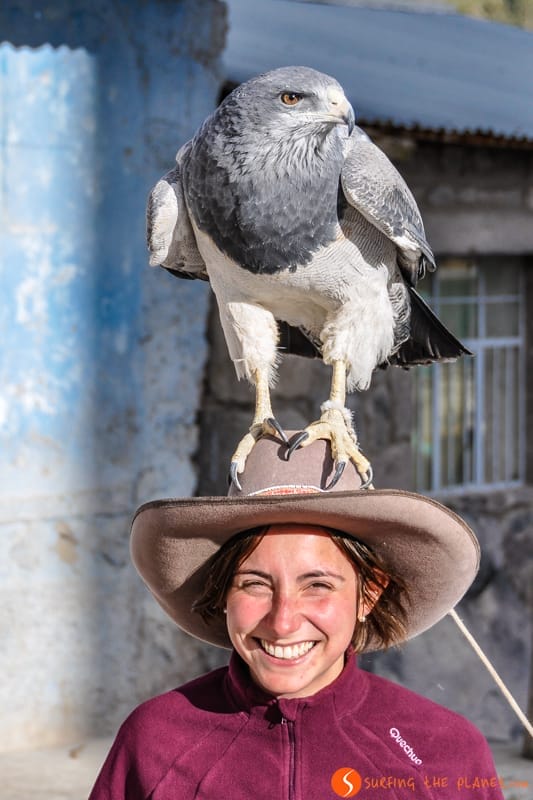 Ave rapaz, Maca, Cañón del Colca, Arequipa | Que hacer en el Cañón del Colca