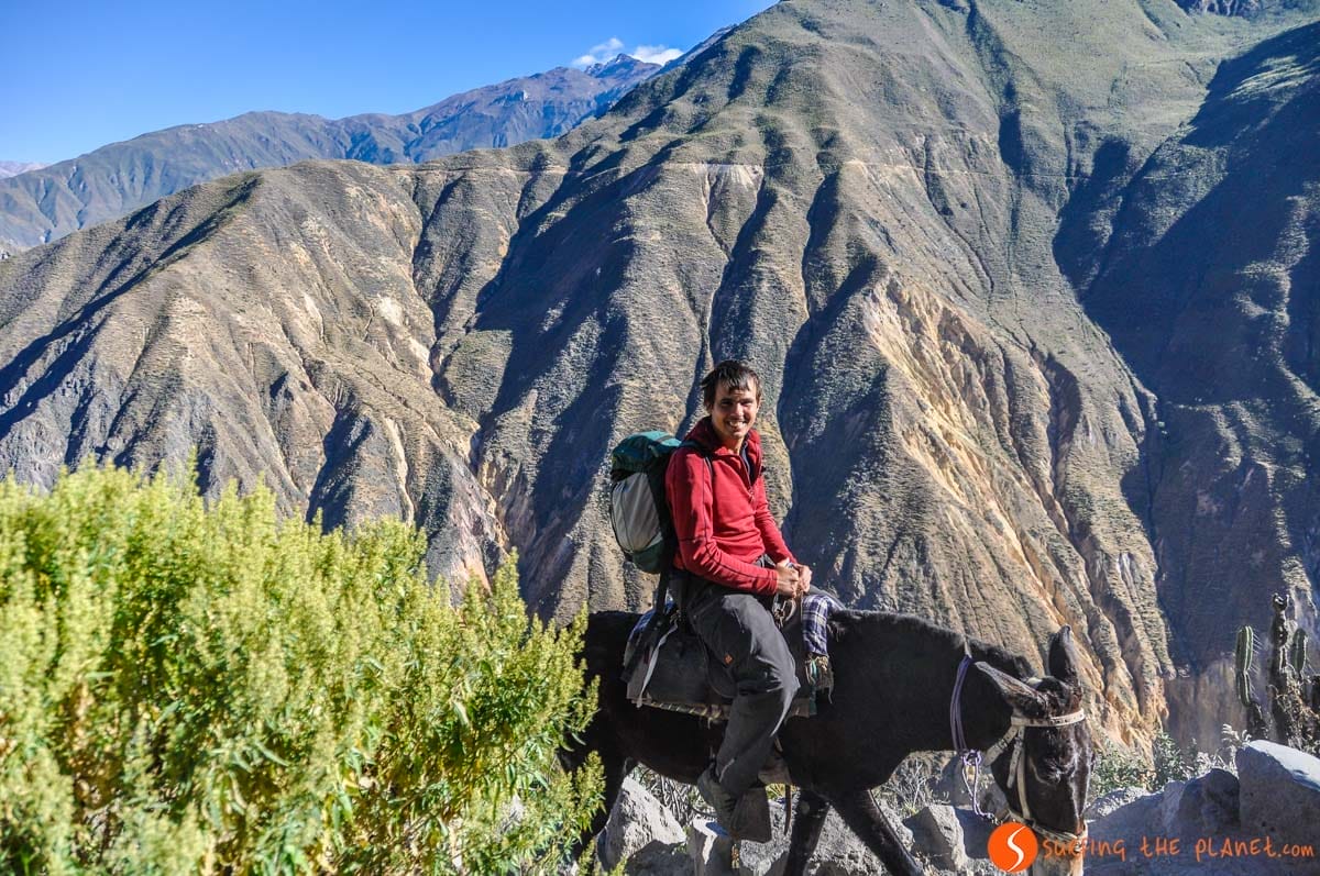 Montando el burro, Cañón del Colca, Arequipa | Que ver en el Cañón del Colca Montando el burro, Cañón del Colca, Arequipa | Que ver en el Cañón del Colca