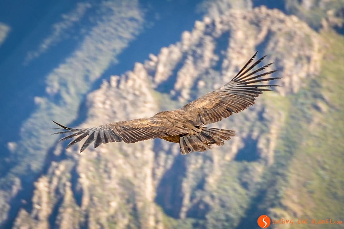 Cóndor, Cañón del Colca, Arequipa | Que hacer en el Cañón del Colca