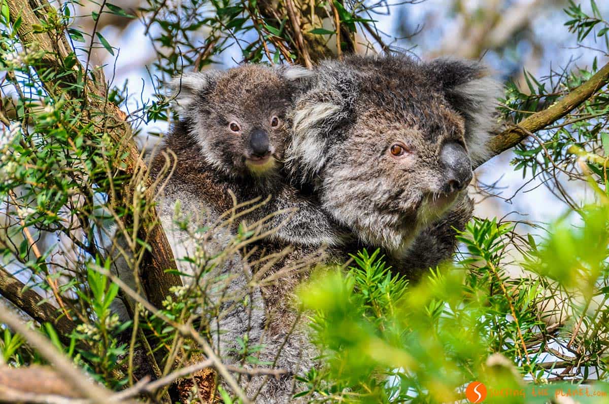 Koalas, Great Ocean Road, Australia | viajar a Australia Koalas, Great Ocean Road, Australia | viajar a Australia