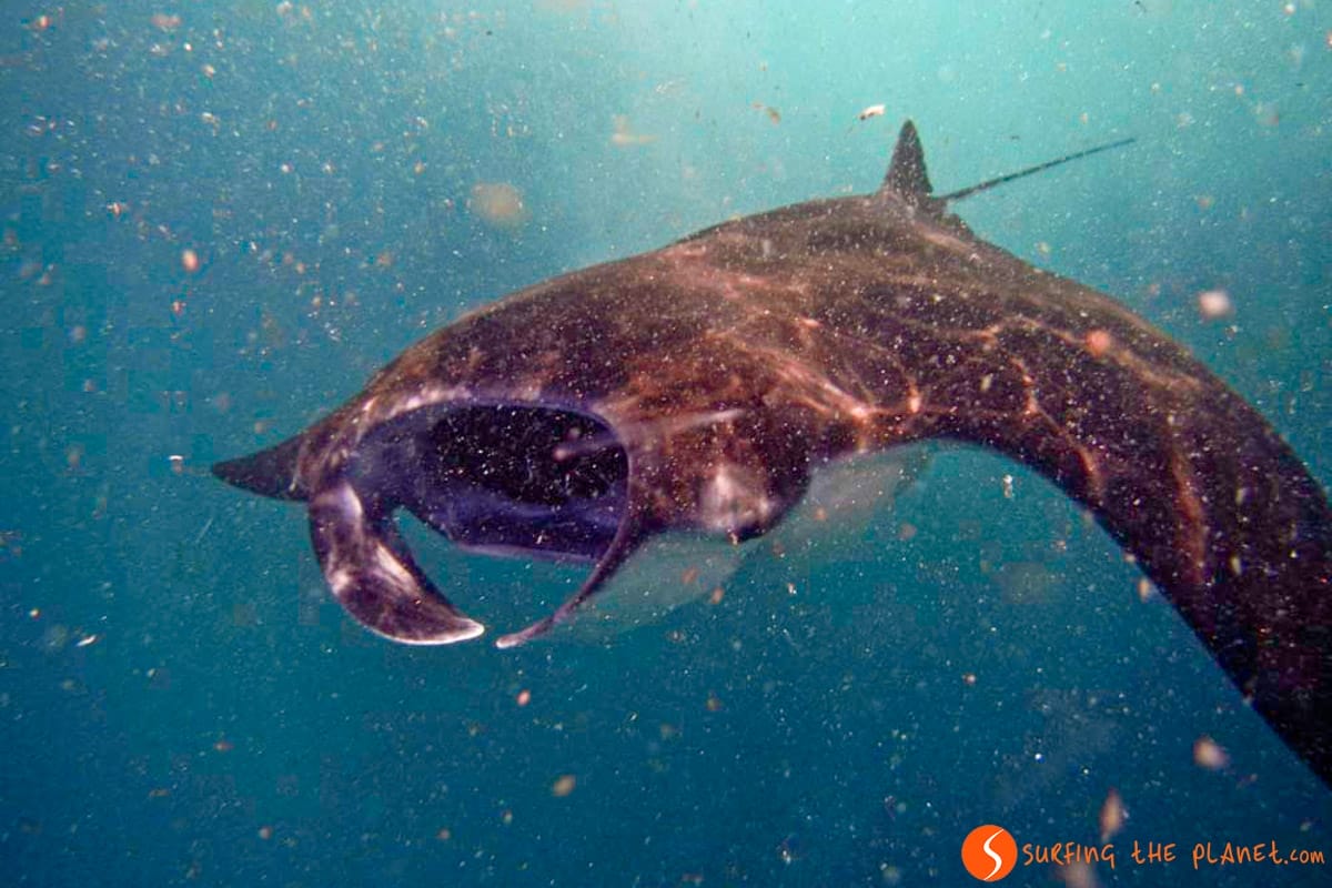 Manta, Nusa Lembongan, Bali | Cosa vedere a Bali in 7 giorni