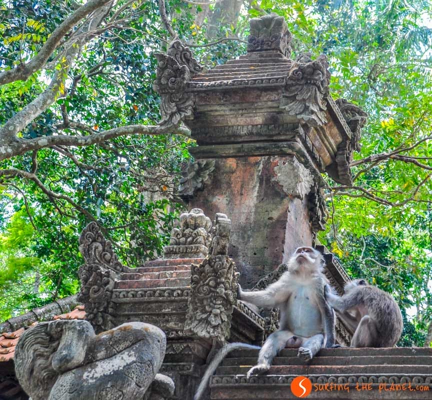 Monos en el Templo, Monkey Forest , Ubud, Bali | Que ver en Bali en 7 días Monos en el Templo, Monkey Forest , Ubud, Bali | Que ver en Bali en 7 días
