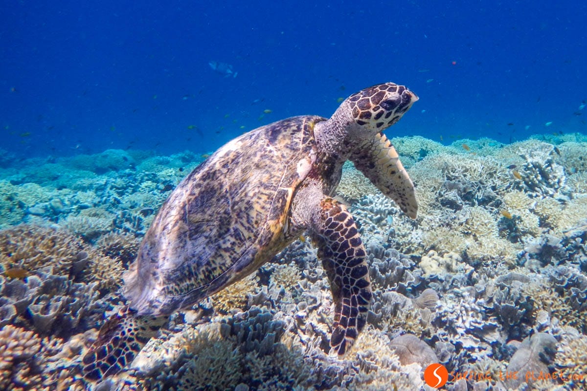 Nuotare con tartaruga, Gili Meno, Bali | Cosa vedere e fare a Bali in una settimana