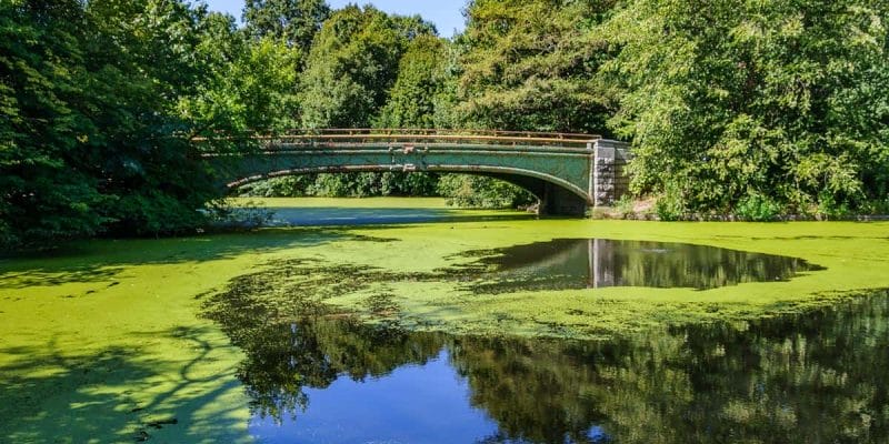 Prospect Park, Brooklyn, Nueva York | Parques bonitos de Nueva York