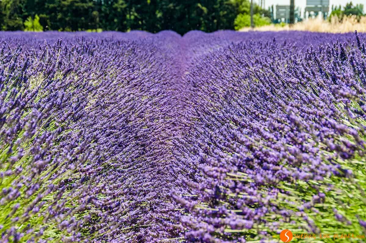 Campo Lavanda, La Provenza, Francia Campo di lavanda, Provenza, Francia