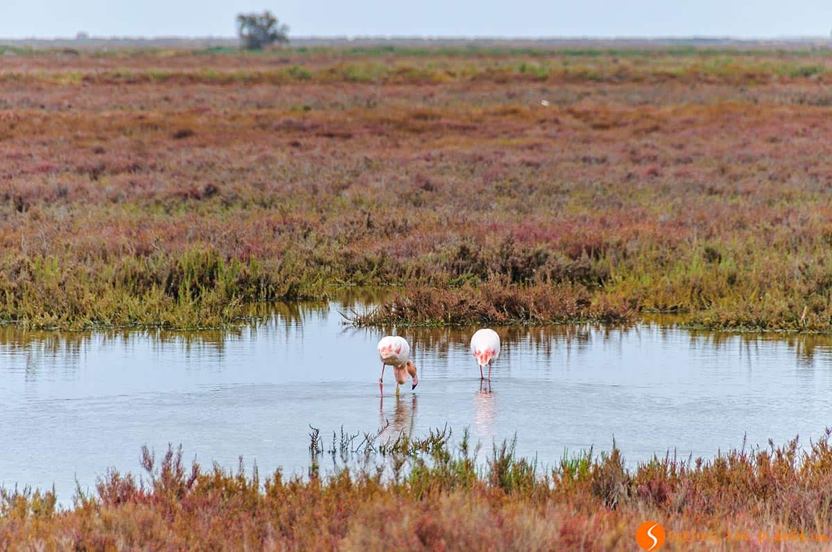 Flamencos, La Camarga, Provenza, Francia Fenicotteri, Camargue, Provenza, Francia
