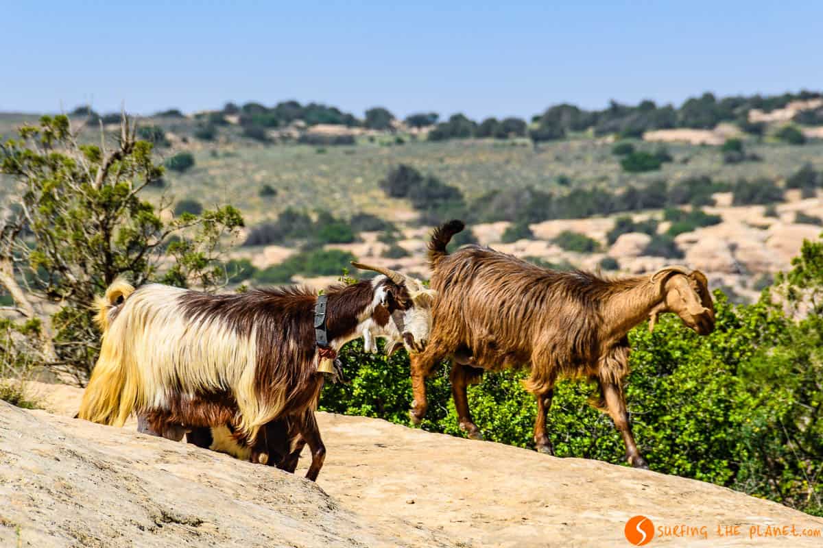 Cabras, Reserva de la Biosfera de Dana, Jordania | Relajarse en la Reserva de Dana Cabras, Reserva de la Biosfera de Dana, Jordania | Relajarse en la Reserva de Dana