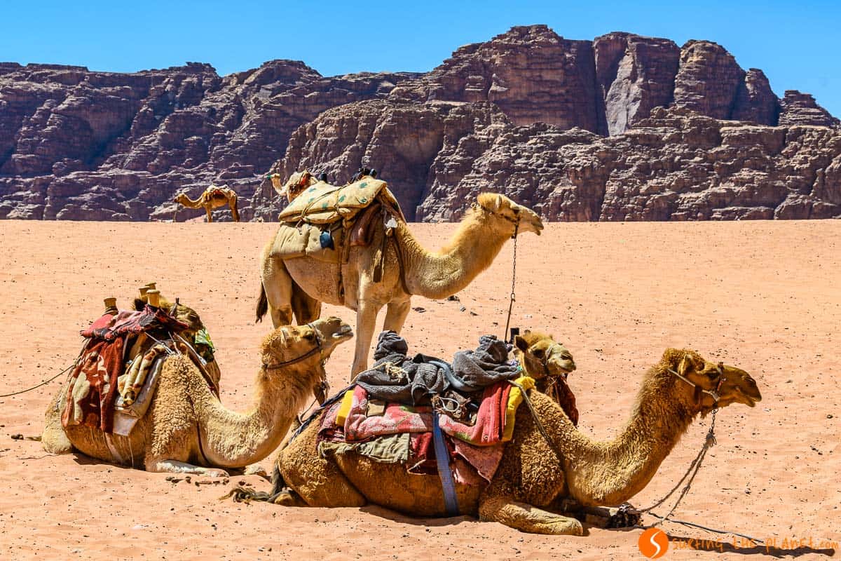 Camellos, Desierto de Wadi Rum, Jordania | Qué ver en Wadi Rum Camellos, Desierto de Wadi Rum, Jordania | Qué ver en Wadi Rum