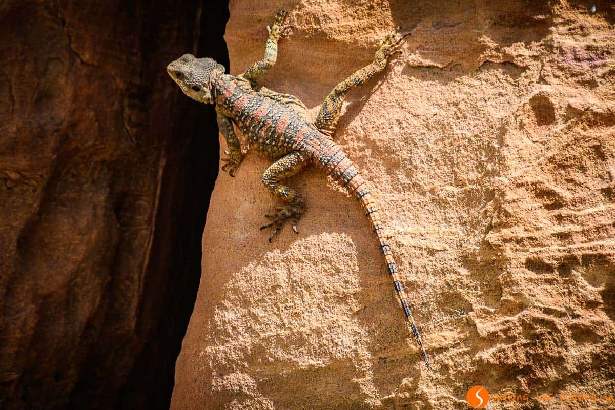 Lagarto, Reserva de la Biosfera de Dana, Jordania Lagarto, Reserva de la Biosfera de Dana, Jordania