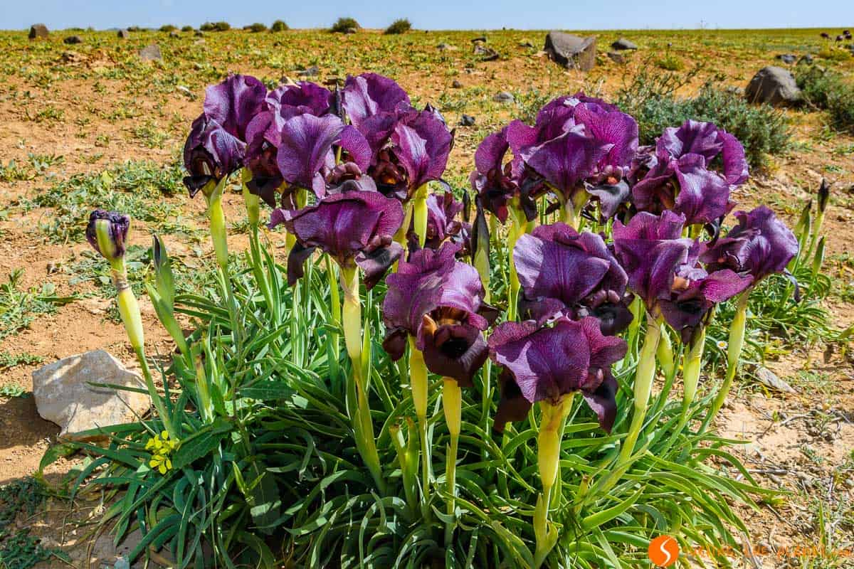 Lirio Negro, Reserva de la Biosfera de Dana, Jordania | 20 imprescindibles que ver en Jordania Lirio Negro, Reserva de la Biosfera de Dana, Jordania | 20 imprescindibles que ver en Jordania