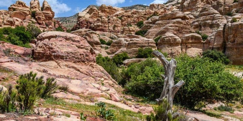 Rocas y árbol, Reserva de la Biosfera de Dana, Jordania