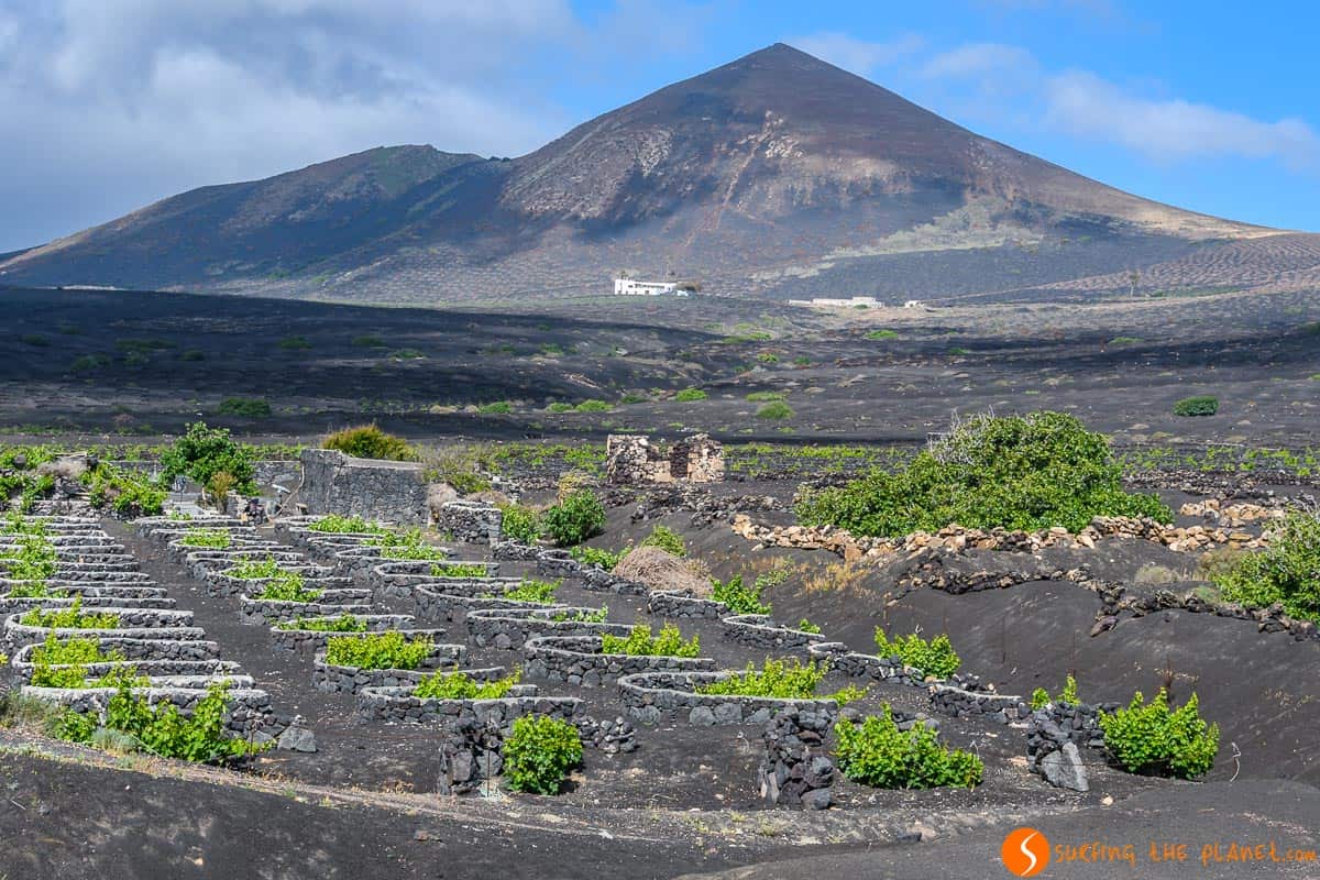 Viñas en tierra volcánica, Lanzarote, Islas Canarias | Que ver en Lanzarote en 3 días Viñas en tierra volcánica, Lanzarote, Islas Canarias | Que ver en Lanzarote en 3 días