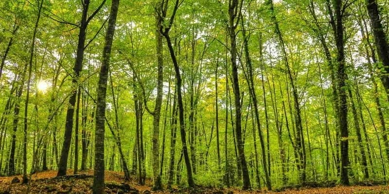 Fageda d'en Jordà, La Garrotxa, Cataluña
