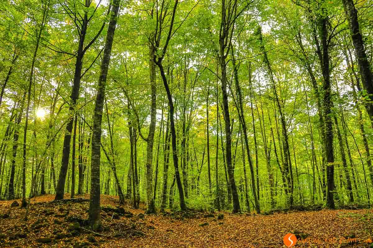 Fageda d'en Jordà, La Garrotxa, Cataluña Fageda d'en Jordà, La Garrotxa, Cataluña