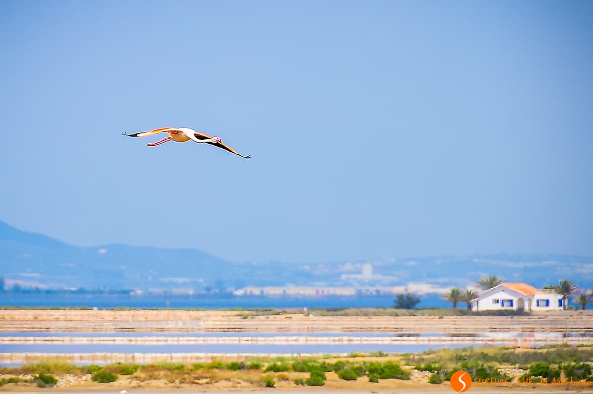 Flamenco volando, Delta del Ebro, Cataluña | 10 imprescindibles que ver y hacer en el Delta del Ebro Flamenco volando, Delta del Ebro, Cataluña | 10 imprescindibles que ver y hacer en el Delta del Ebro