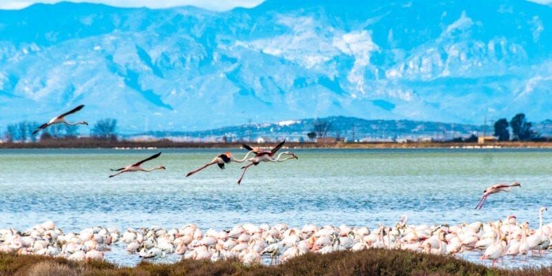Que ver en el Delta del Ebro | Flamencos volando, Delta del Ebro, Tarragona, Cataluña