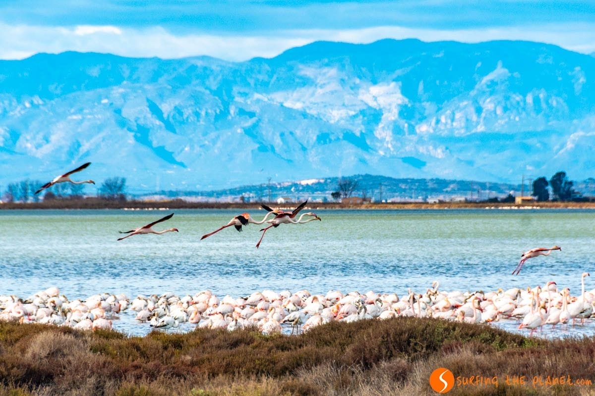 Flamencos volando, Delta del Ebro, Tarragona, Cataluña | Que hacer en el Delta del Ebro Flamencos volando, Delta del Ebro, Tarragona, Cataluña | Que hacer en el Delta del Ebro