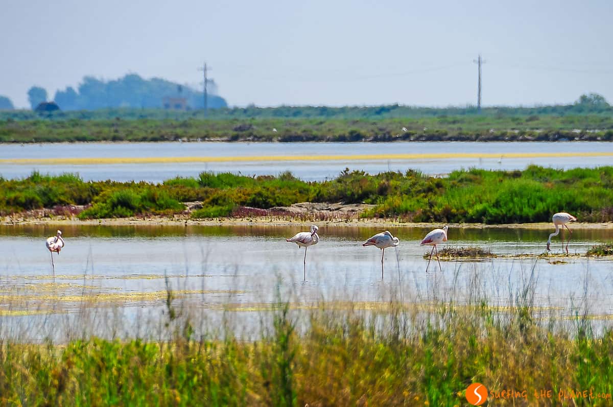 Flamencos, Delta del Ebro, Cataluña Flamencos, Delta del Ebro, Cataluña