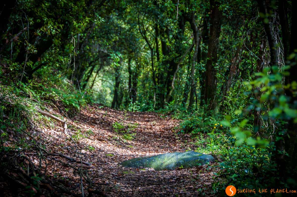 Sendero de bosque, La Garrotxa, Cataluña | Qué ver y hacer en La Garrotxa Sendero de bosque, La Garrotxa, Cataluña | Que ver en La Garrotxa