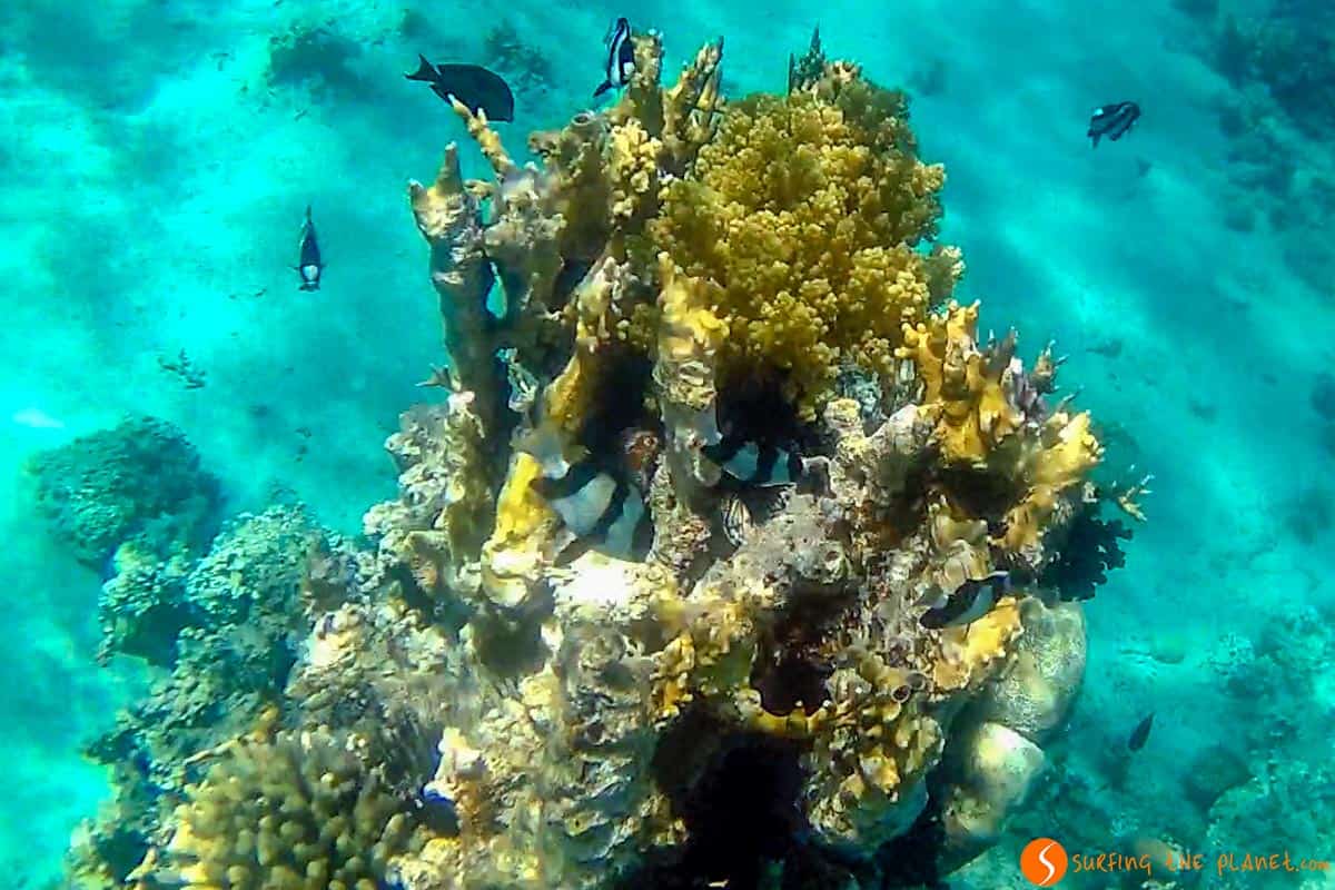 Jardín Japonés, Aqaba, Jordania Jardín Japonés, Aqaba, Jordania