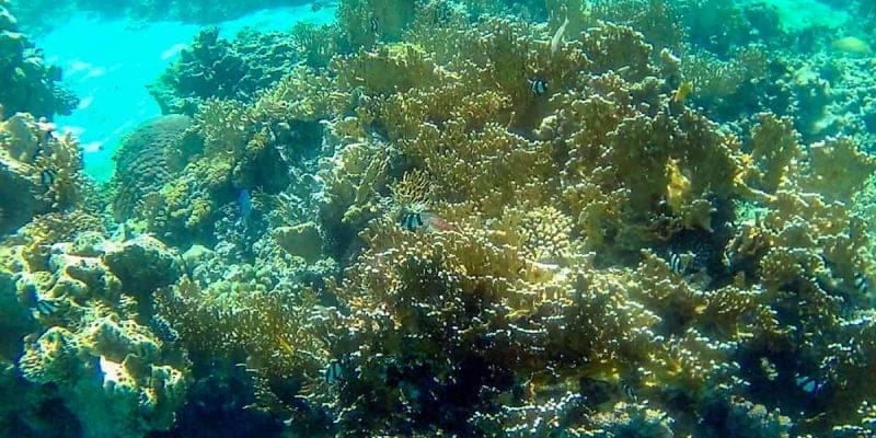 Snorkel en Mar Rojo, Aqaba, Jordania, Aqaba, Jordania