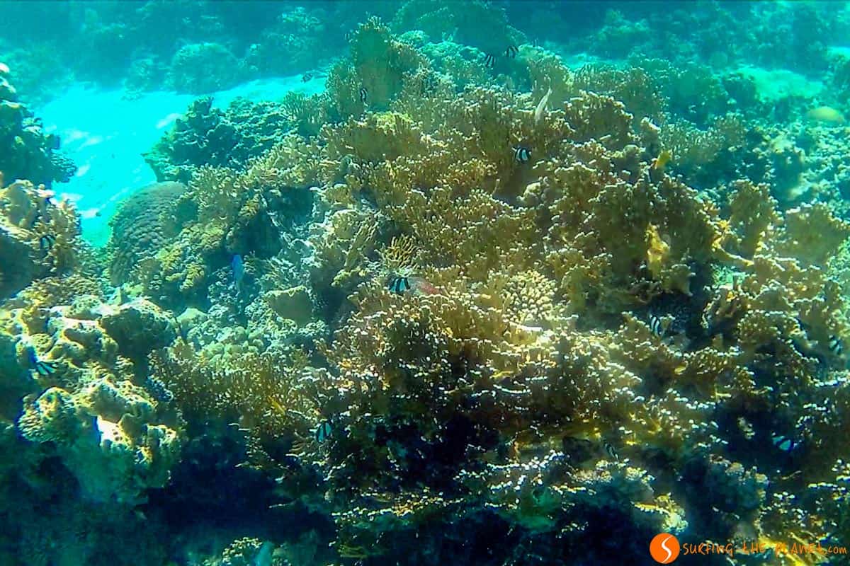 Snorkel en Mar Rojo, Aqaba, Jordania Snorkel en Mar Rojo, Aqaba, Jordania