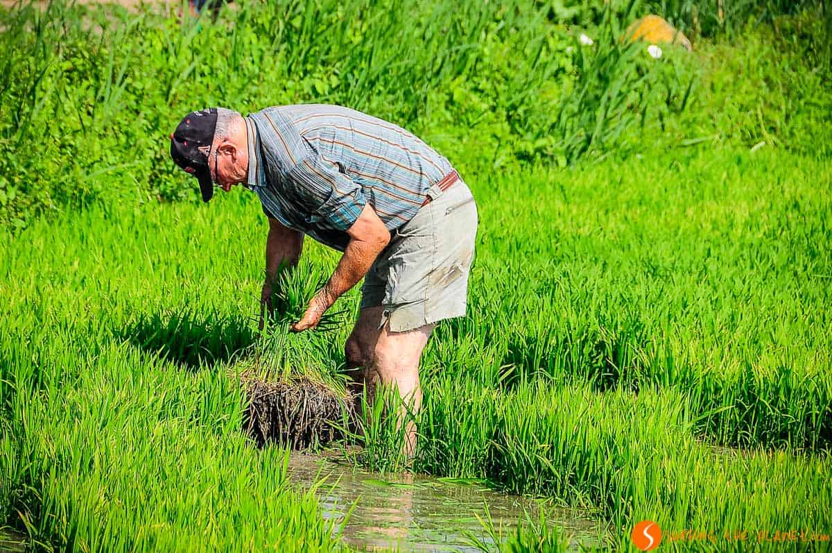 Trabajo en el arrozal, Delta del Ebro, Cataluña Trabajo en el arrozal, Delta del Ebro, Cataluña