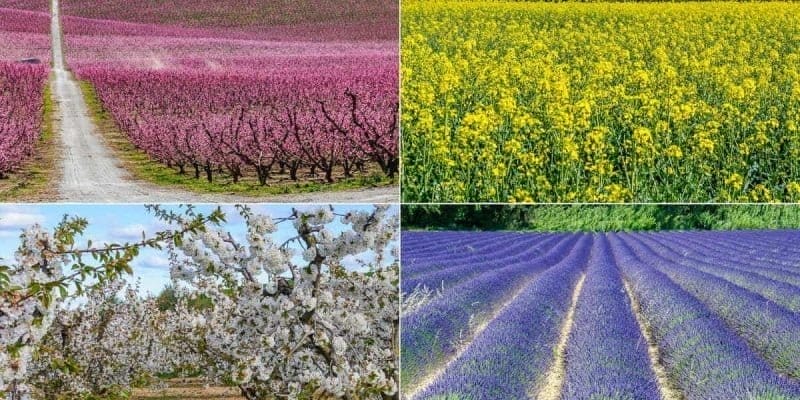 Campos en flor, Cataluña