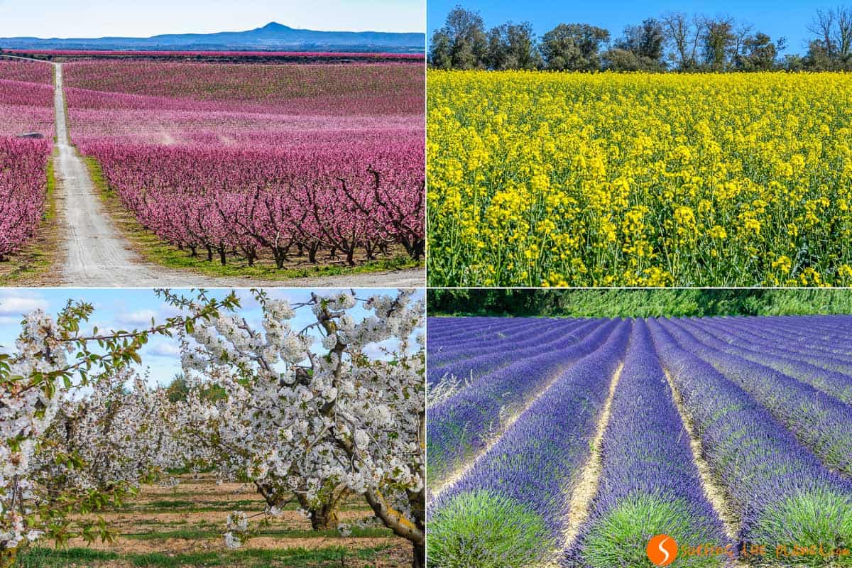 Campos en flor, Cataluña | Dónde ver campos en flor cerca de Barcelona