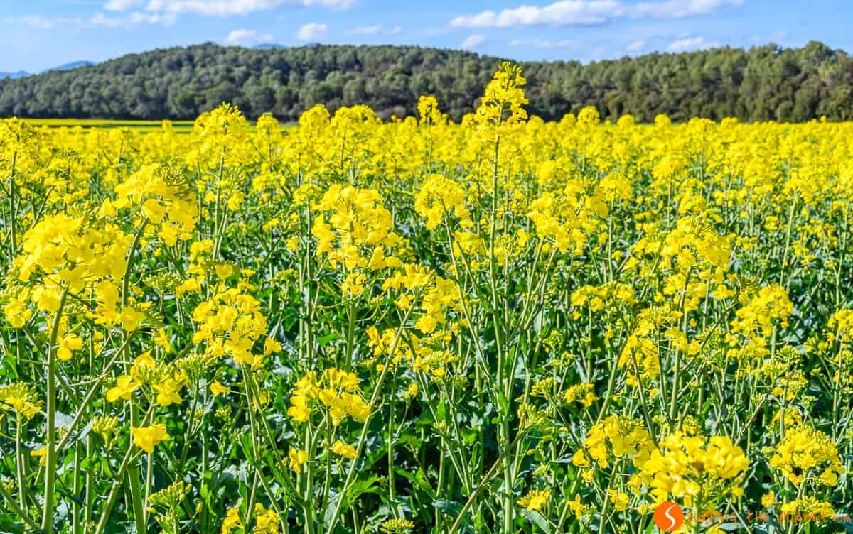 Flores de colza, Pla de l'Estany, Girona, Cataluña