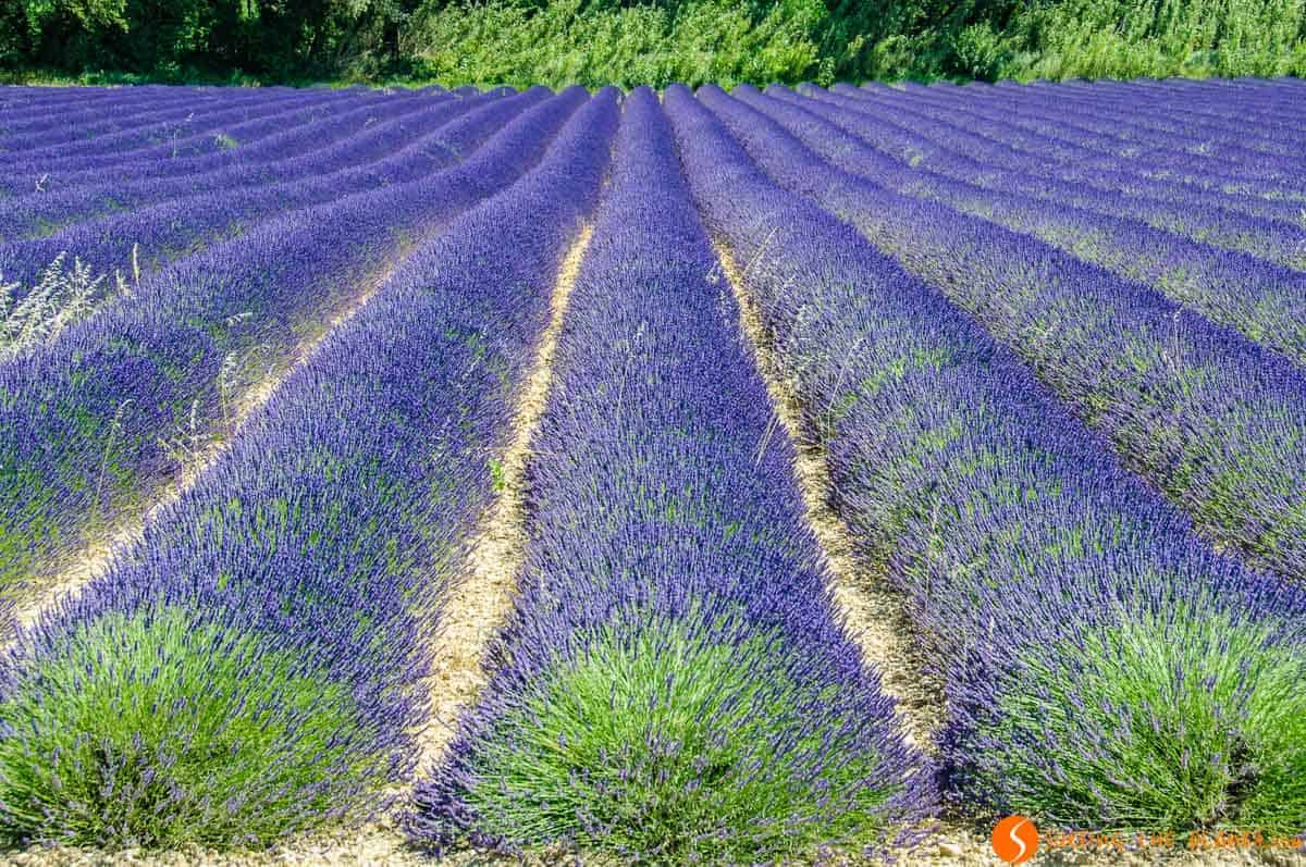 Campo florecido de lavanda, Provenza, Francia | Dónde viajar a ver campos de flor cerca de Barcelona