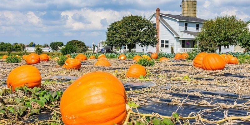 Campo de calabaza, Comunidad Amish de Lancaster, Pennsylvania, Estados Unidos