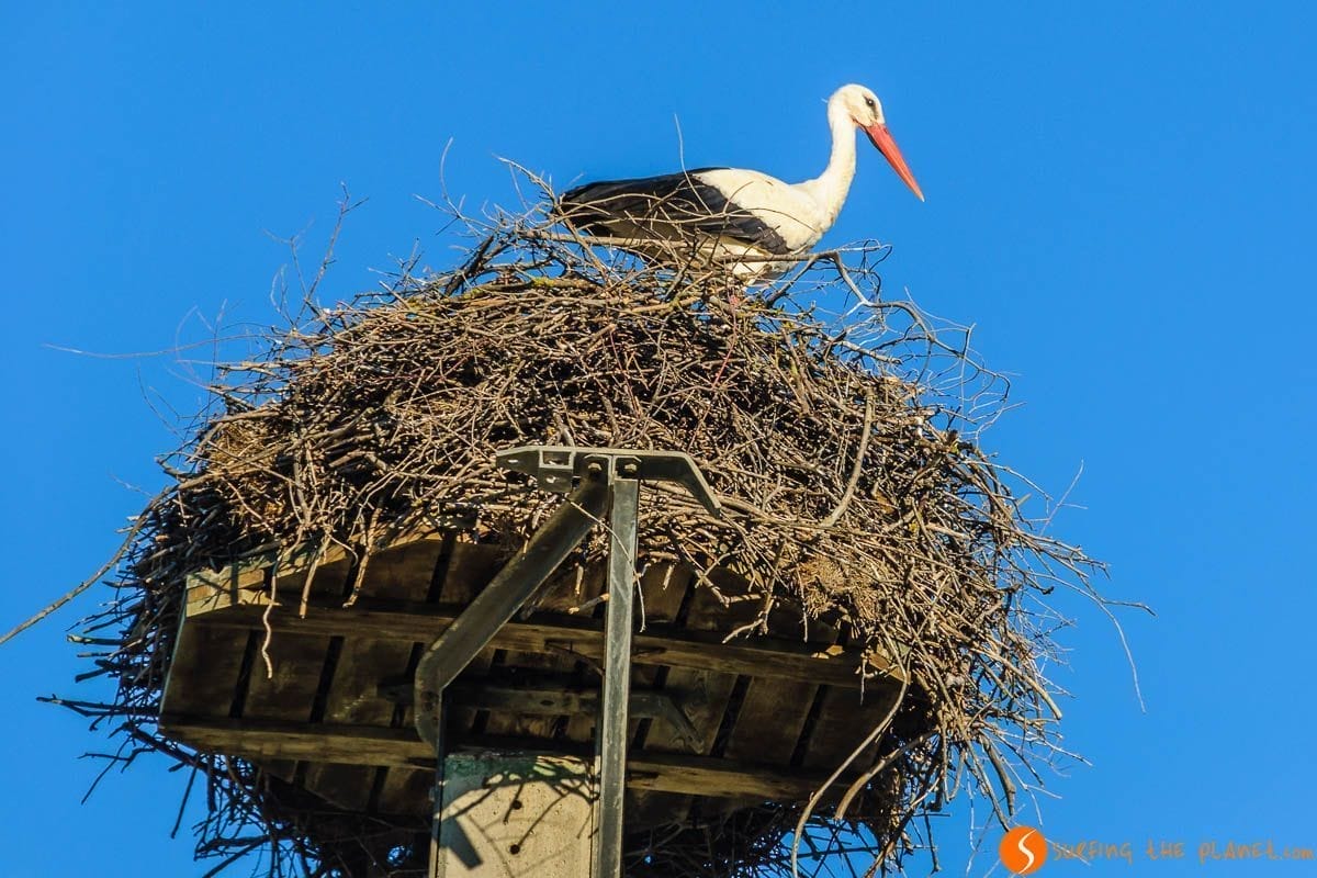Cigüeña en la Reserva Natural de Sebes, Provincia de Tarragona, Cataluña, España Cigüeña en la Reserva Natural de Sebes, Provincia de Tarragona, Cataluña, España