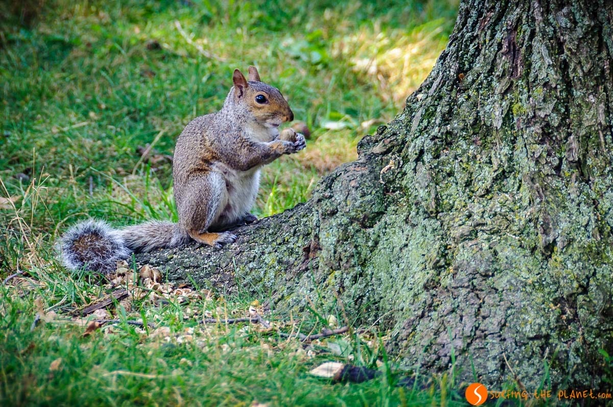 Ardilla, Central Park, Manhattan, Nueva York, Estados Unidos | 1 día en Central Park Ardilla, Central Park, Manhattan, Nueva York, Estados Unidos | 1 día en Central Park